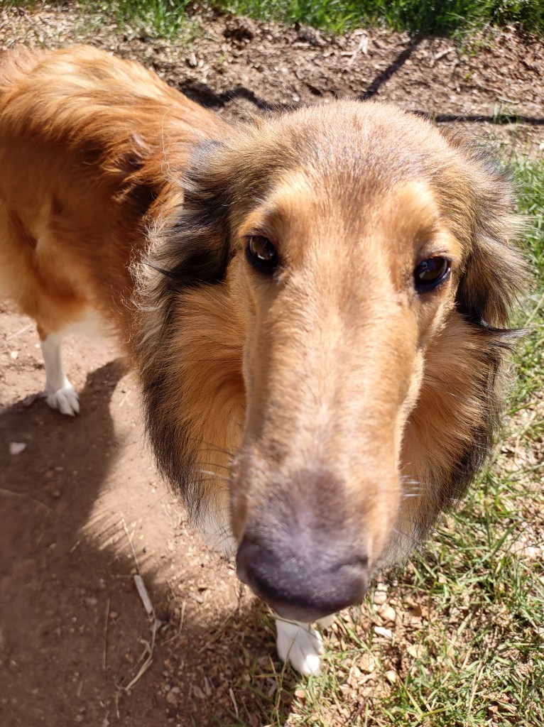 Close up of collie dog