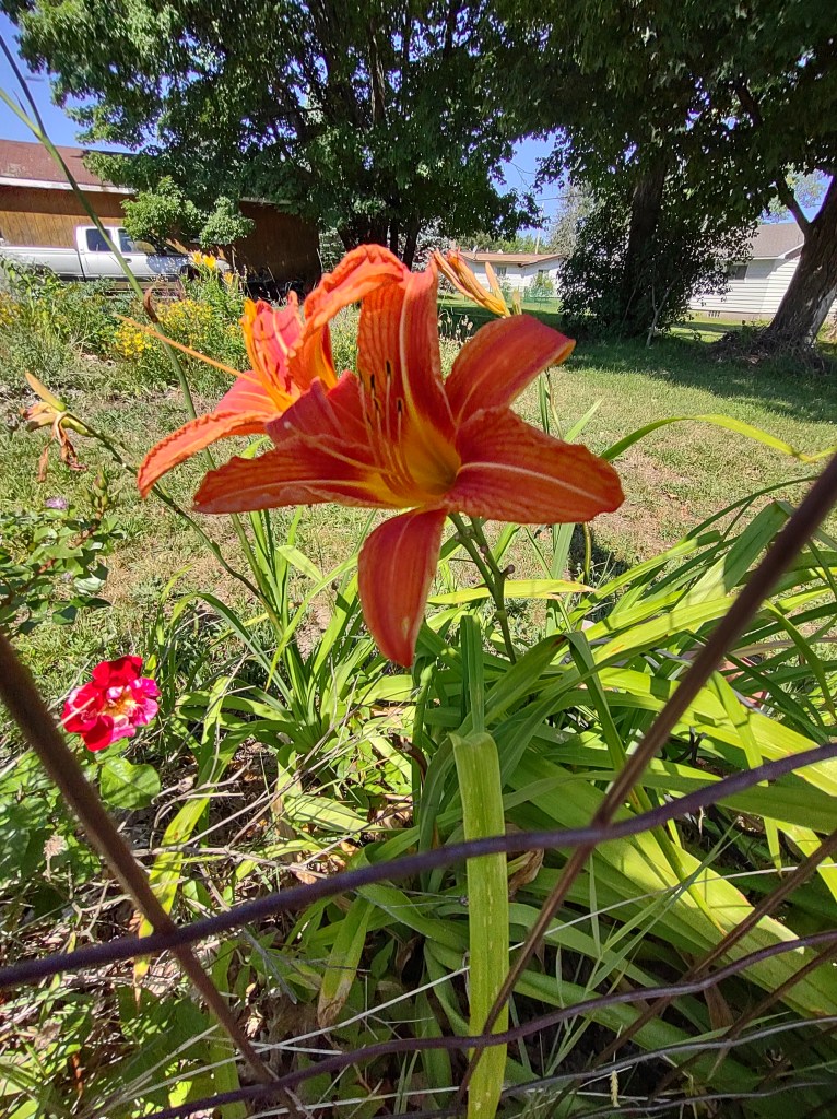 Orange day lily and red and white rose.