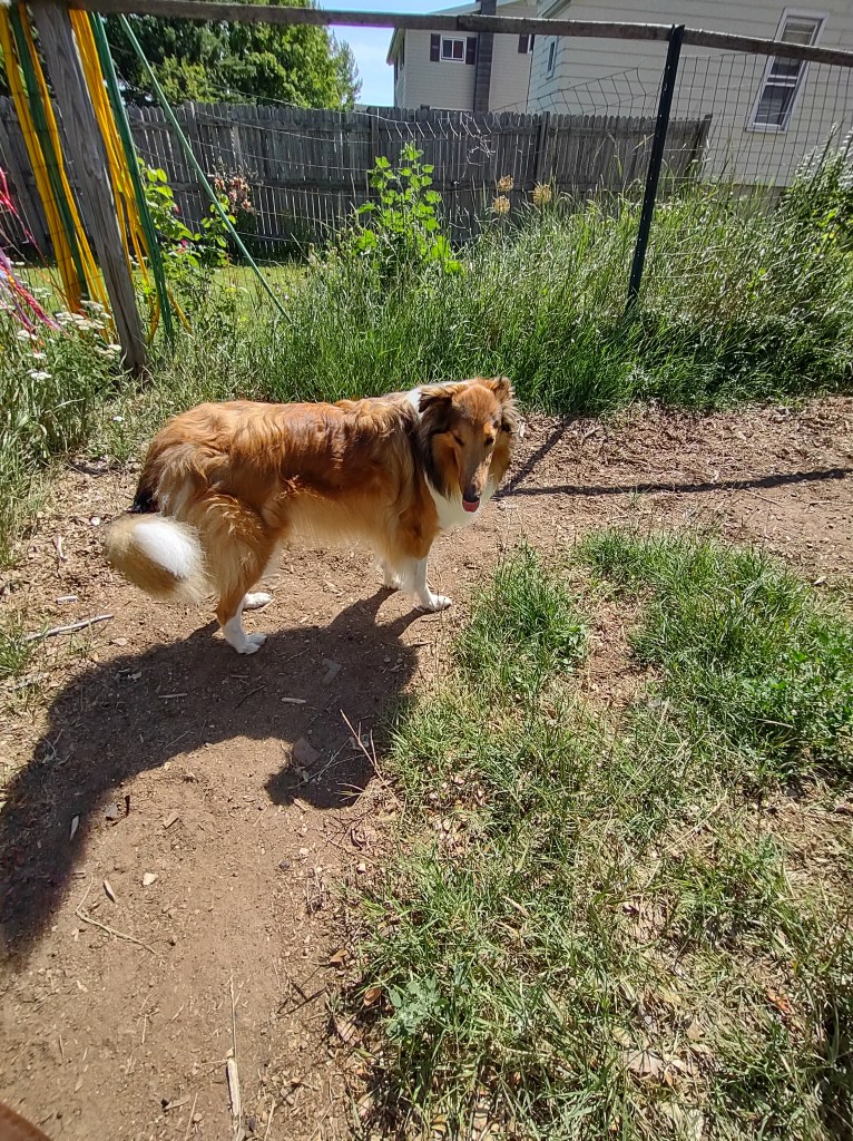 Collie dog standing outside on a summer day.