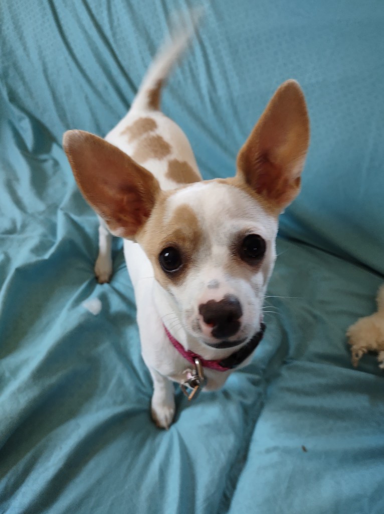 Chihuahua-dachshund puppy.
