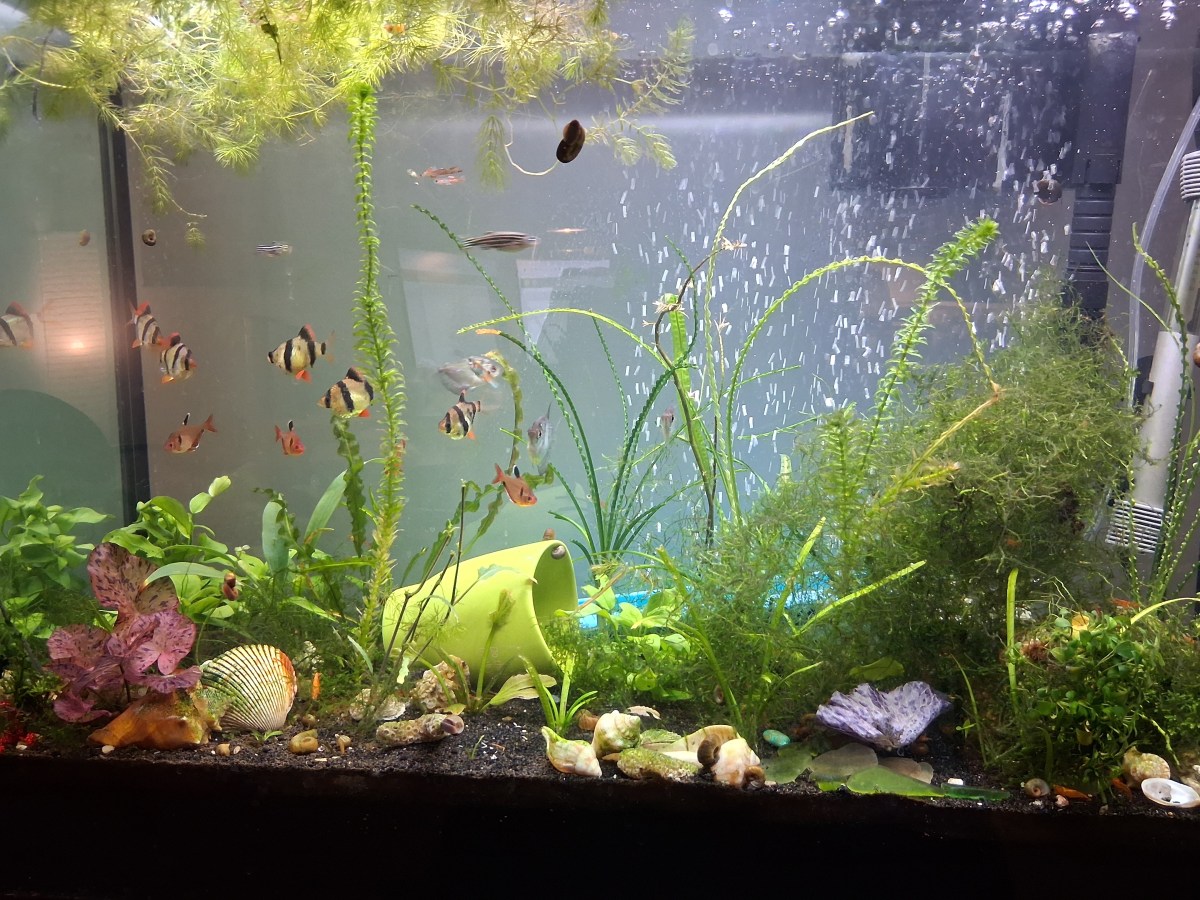 Freshwater aquarium with plants and fish